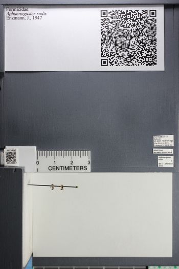 Media type: image; Entomology 520967